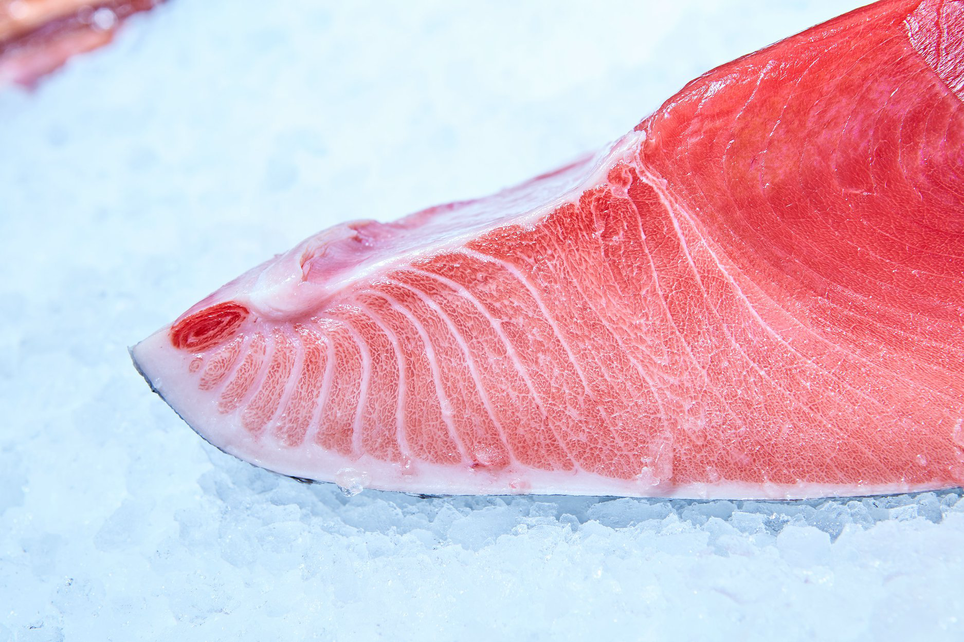 WHOLE Hon-maguro Bluefin Tuna Belly Chunk & ORIZUMÉ Nikiri Shoyu - 本マグロ刺身ブロック＋職人の煮切り醤油セット