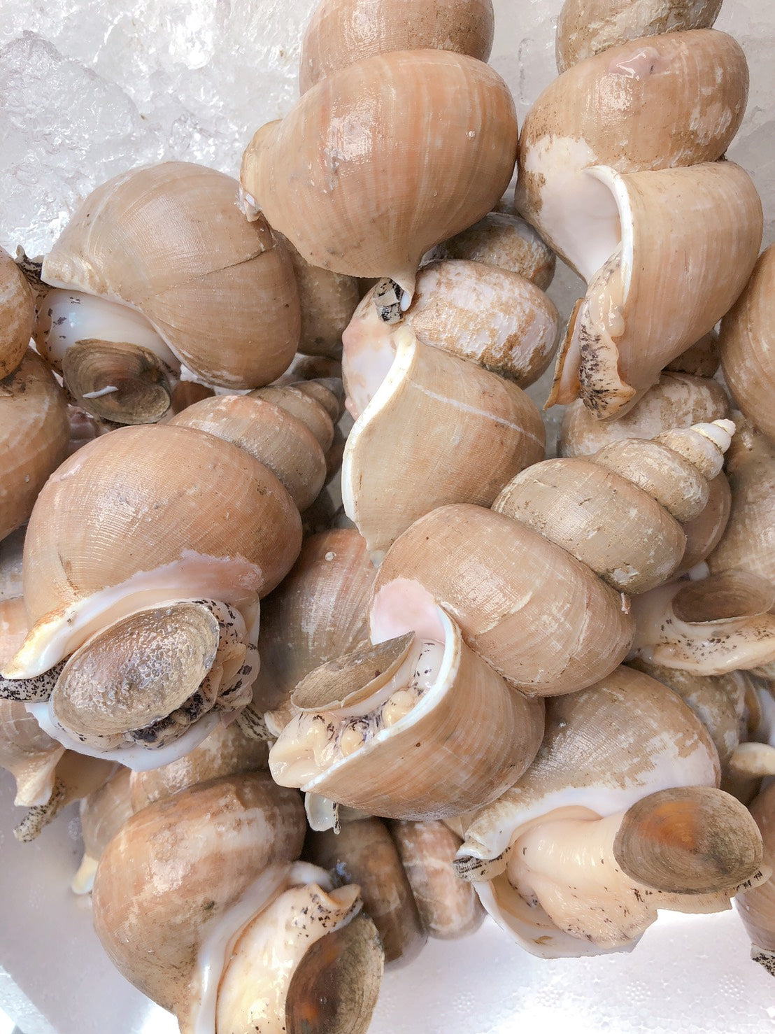 Simmered Tubu-gai (shellfish)  深い味わい！刺身用ツブの贅沢旨煮　