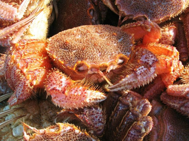 Live Horsehair Crab from Hokkaido + Japanese Citrus - 活鮮毛ガニと酢橘セット