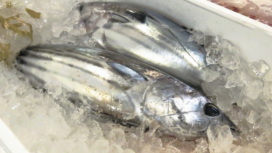 【Made to Order】Fresh Japanese Whole Fish Special - 日本産スペシャル鮮魚オーダーメイド