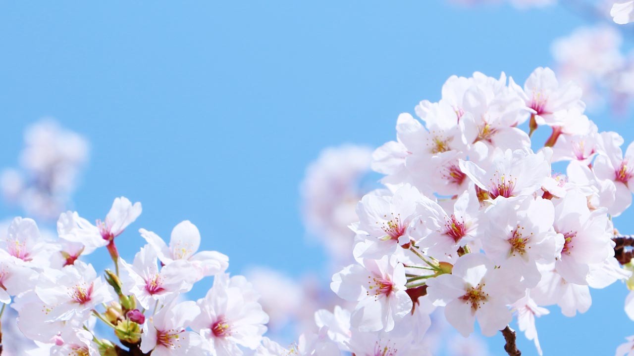 Sakura-Tarako" cod roe with Salt & Smoked  Cherry blossoms  朝からお疲れさまです！ 築地まかない　桜タラコ