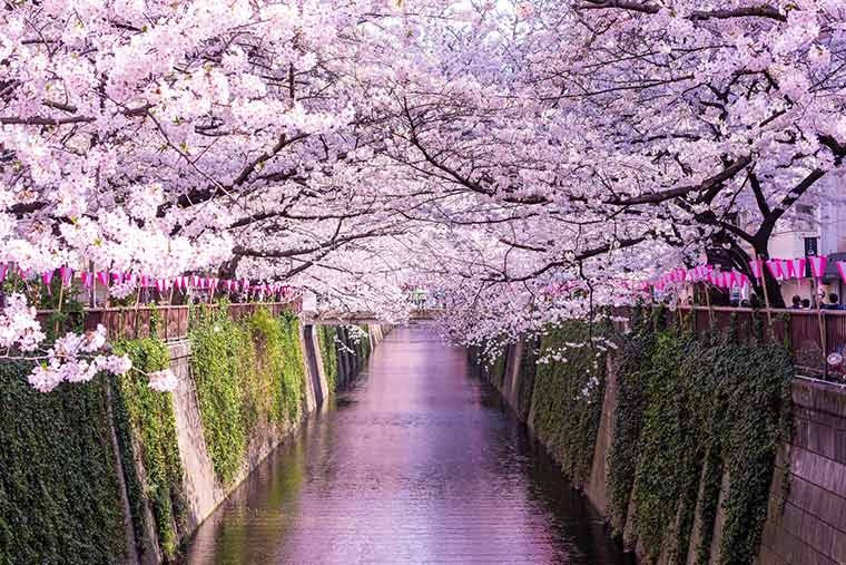 Sakura-Tarako" cod roe with Salt & Smoked  Cherry blossoms  朝からお疲れさまです！ 築地まかない　桜タラコ