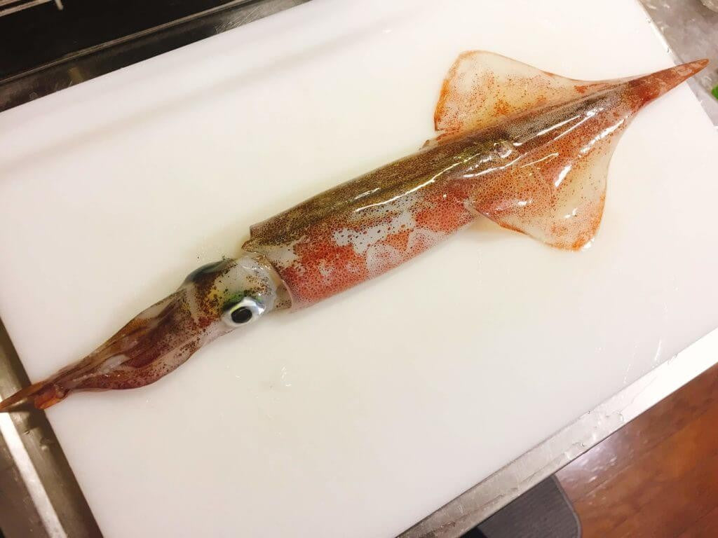 Frozen whole Squid for sashimi 　ご要望多数！一本モノ　冷鮮ヤリイカ刺身用